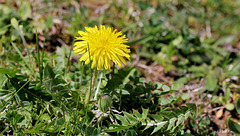 Taraxacum leontodon- Sa majesté dent- de- lion