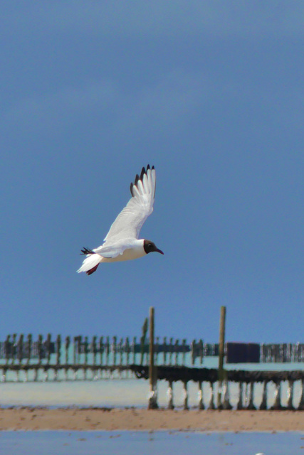 P1380501- Mouette rieuse et bouchots - Petit train de la mer.  28 juin 2021