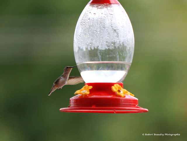 Colibri