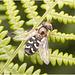 IMG 0323 Hoverfly