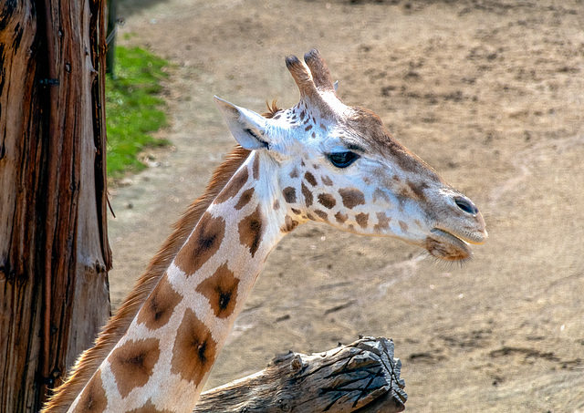 Auckland Zoo-3