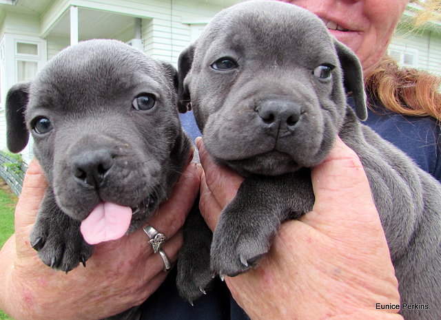 A Pair of Pups.