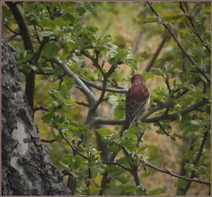 In the apple tree eating his supper