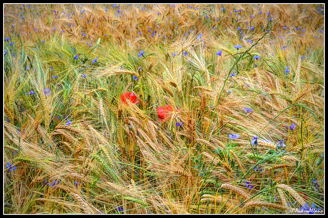 Cornflowers and poppies in the wheat