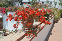 Lima, Flowers in the Garden of Larco Museum