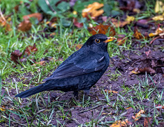 Blackbird3