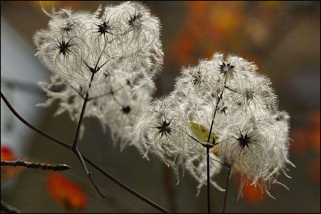 Clematis