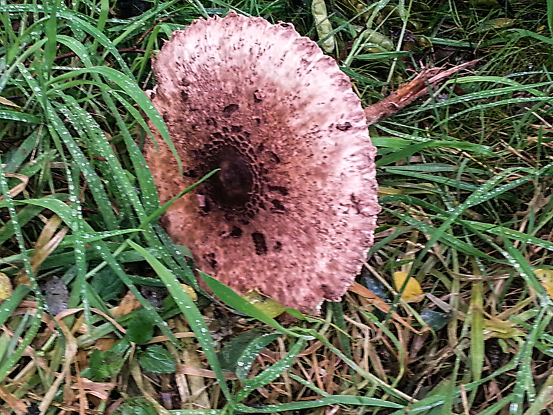 20150906 022Hw [D~SHG] Pilz, Findlingsgarten, Rinteln-Möllenbeck