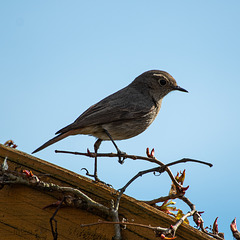 Hausrotschwanzweibchen