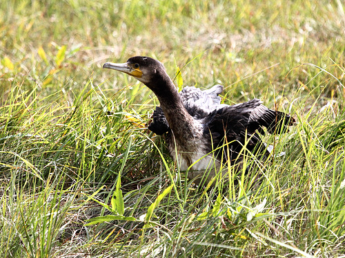 Der Kormoran schüttelt sich etwas und fliegt davon  (pip)