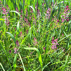 Gewöhnlicher Erdrauch (Fumaria officinalis)