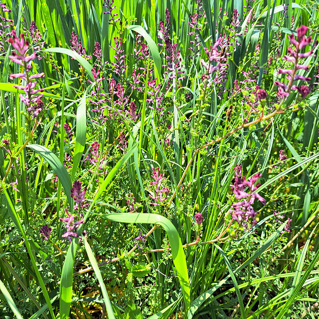 Gewöhnlicher Erdrauch (Fumaria officinalis)