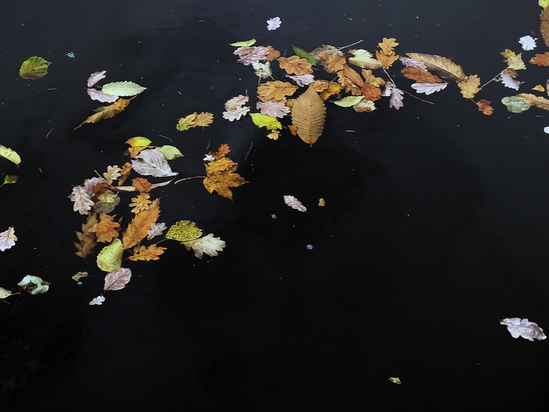 Leaves in the canal