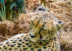 Auckland Zoo-16