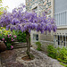 Wisteria sinensis