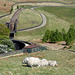 Sheep on the hill