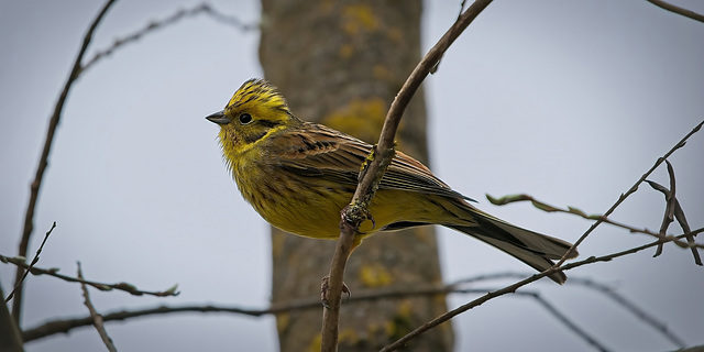 Die Goldammer (Emberiza citrinella) hat sich sehr schön gezeigt :)) The Yellowhammer (Emberiza citrinella) showed itself very nicely :)) Le Bruant jaune (Emberiza citrinella) s'est très bien montré :) Die Goldammer (Emberiza citrinella) hat sich sehr schön gezeigt :)) The Yellowhammer (Emberiza citrinella) showed itself very nicely :)) Le Bruant jaune (Emberiza citrinella) s'est très bien montré :)