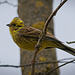 Die Goldammer (Emberiza citrinella) hat sich sehr schön gezeigt :)) The Yellowhammer (Emberiza citrinella) showed itself very nicely :)) Le Bruant jaune (Emberiza citrinella) s'est très bien montré :))