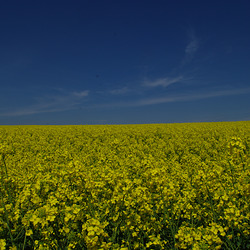 Frühling lässt sein blaues Band....