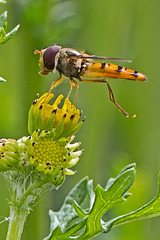 20140714 3952VRMw [D~LIP] Hainschwebfliege (Episyphus balteatus), [Wander-, Winterschwebfliege], UWZ, Bad Salzuflen