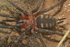 IMG 9259tarantula