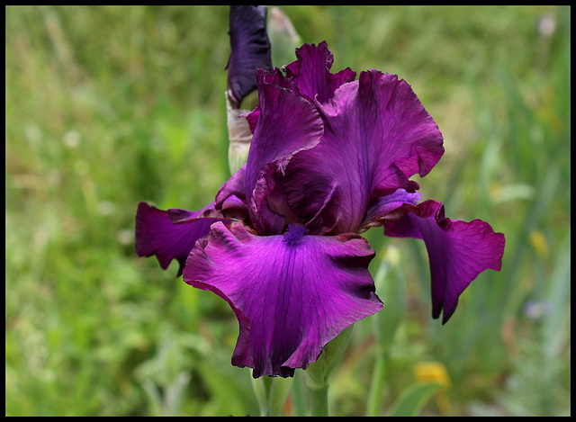 Gypsy Romance (2)