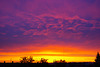Purple Morning