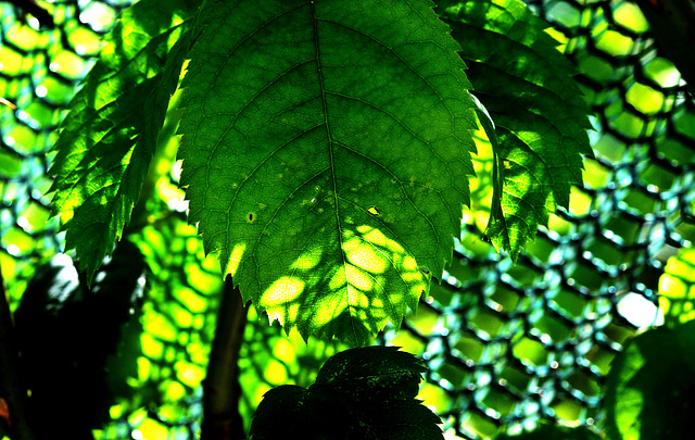 Poly Tunnel Ponderings