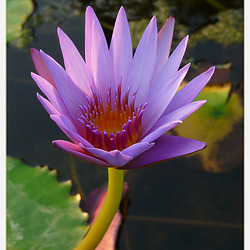 Waterlily