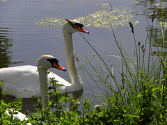 Border Swan's