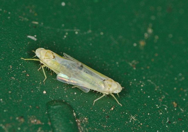 EF7A4789 Leafhoppers