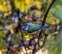 Blue tit