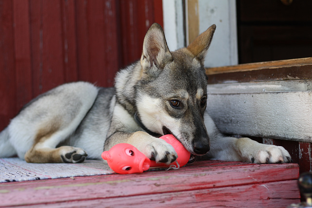 Baby wolf