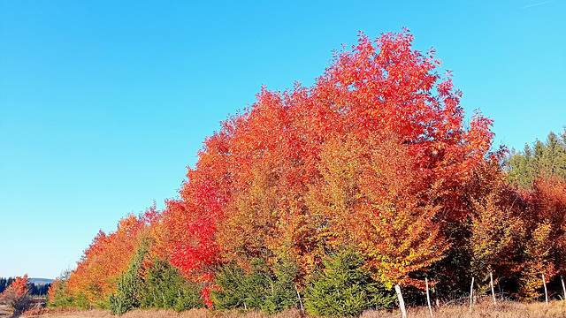 Trees on fire