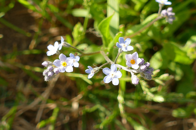 Forget me not.