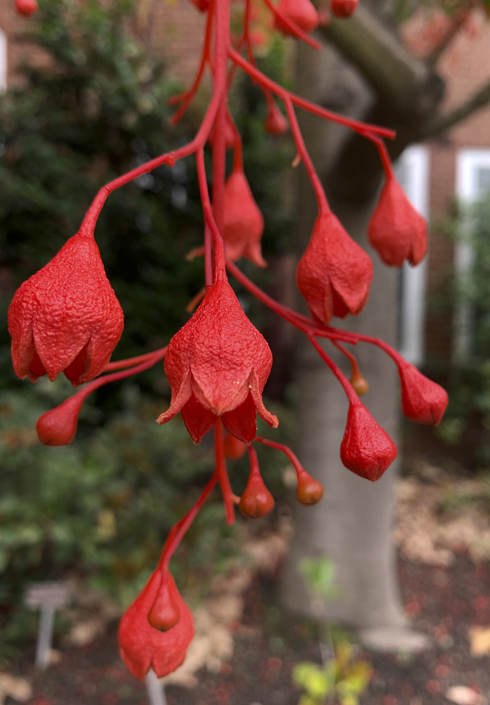 Illawara flame tree, detail