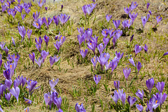 Bulgaria, Spring Crocuses in Pirin Mountains