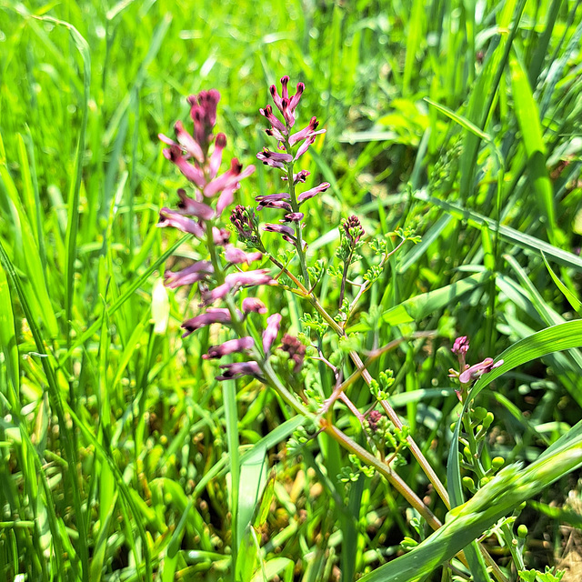 Gewöhnlicher Erdrauch (Fumaria officinalis)