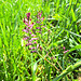 Gewöhnlicher Erdrauch (Fumaria officinalis)