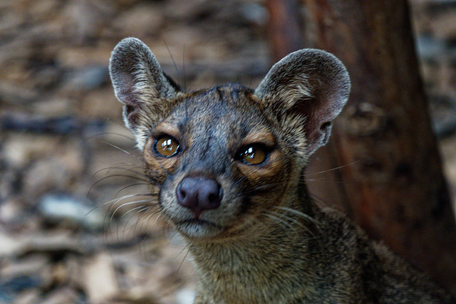 Fossa