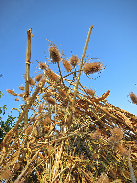 A pile of teasel