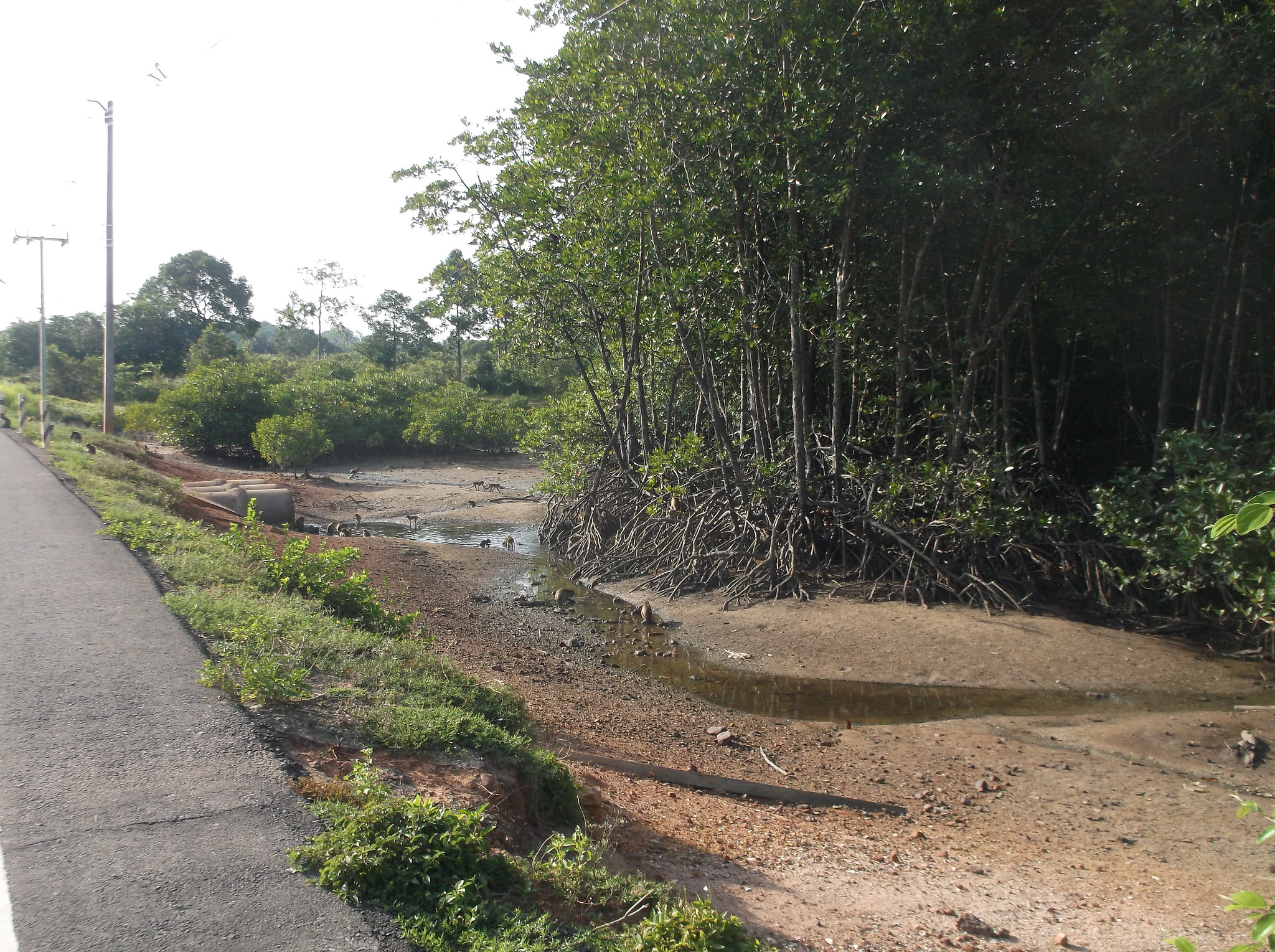 Pause moto en territoire de singes