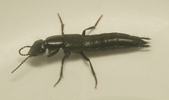 5T2A8841 Tasgius Ater