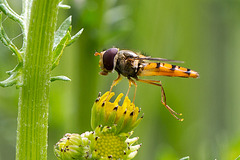 20140714 3950VRMw [D~LIP] Hainschwebfliege (Episyphus balteatus), [Wander-, Winterschwebfliege], UWZ, Bad Salzuflen