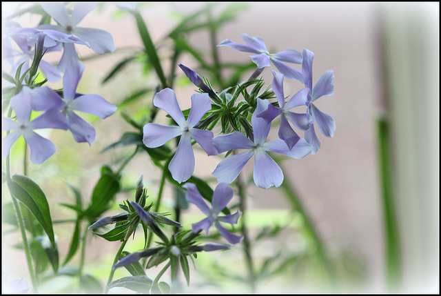 Phlox divaritica  (5)