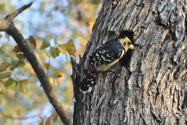 Kresta barbulo. Okavango-Delto