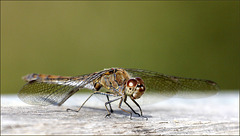 Sympetrum