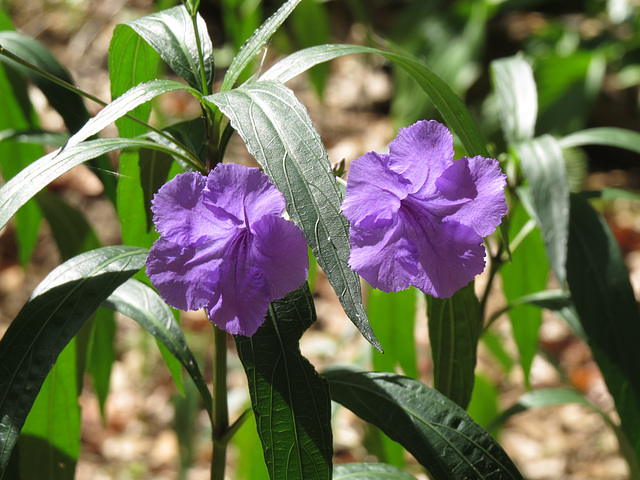 Ruellia simplex flowers