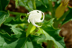 Le Datura...