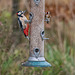 Great spotted woodpecker and a goldfinch